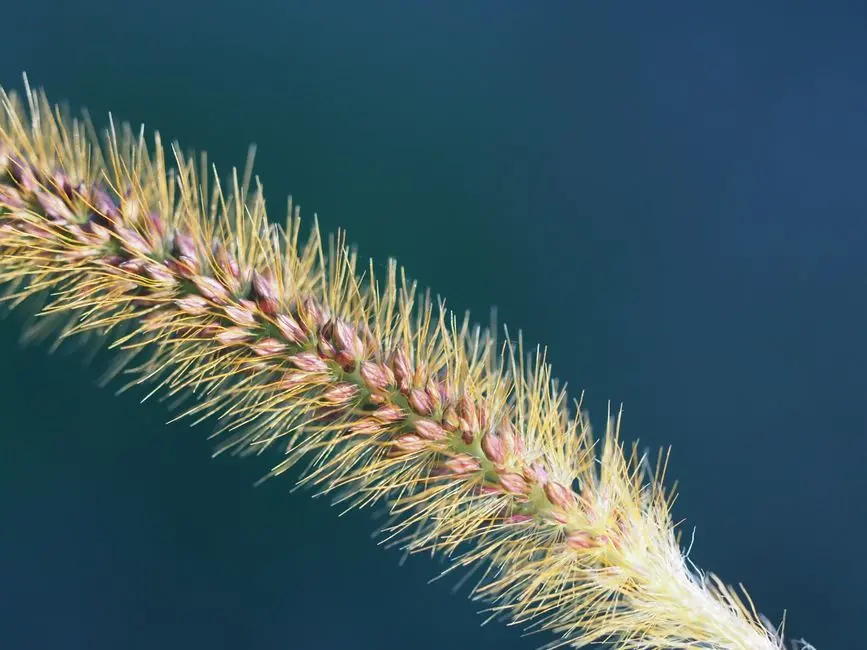 Beyond Initiation: Regulating Transcriptional Elongation and Termination