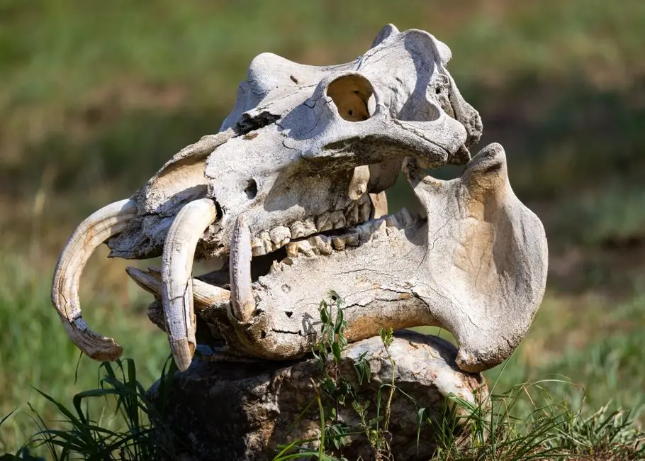 Quantifying Conservation: Scoring and Statistical Approaches