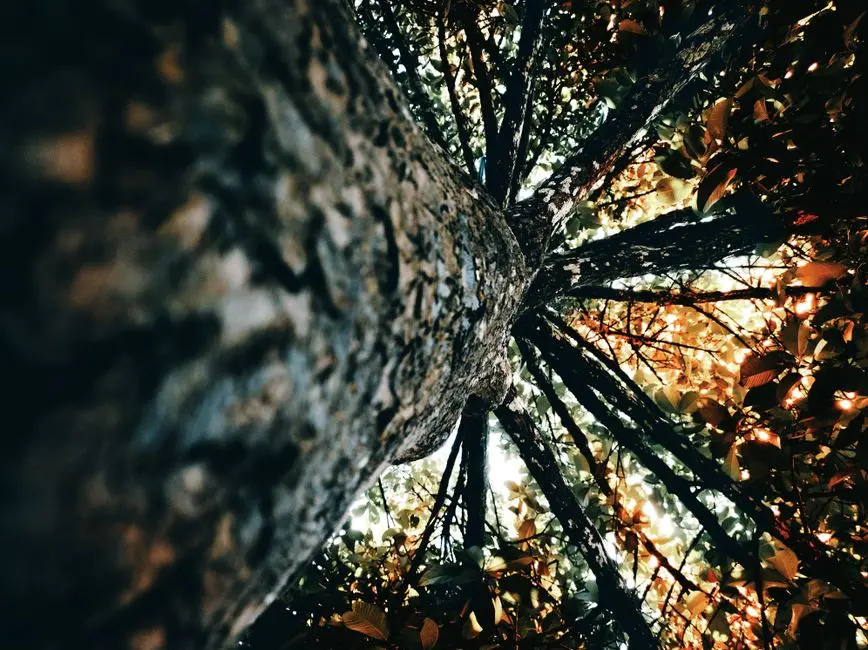 Reconstructing Evolutionary History: The Art of Phylogenetic Tree Construction