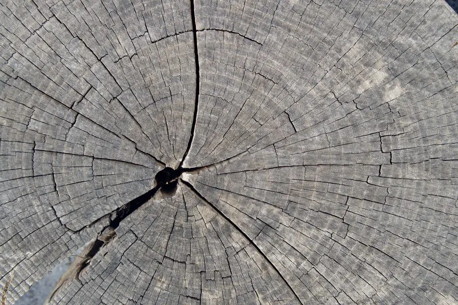 Deconstructing the Phylogenetic Blueprint: Core Elements and Typologies