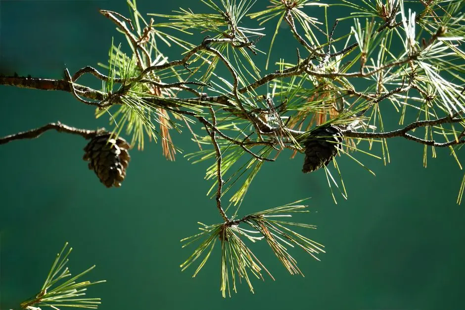 Navigating the Nuances: Branch Lengths, Statistical Support, and Inherent Limitations