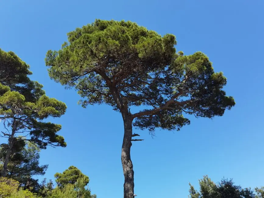 Approches Basées sur les Arbres Phylogénétiques : Le Graal de la Précision
