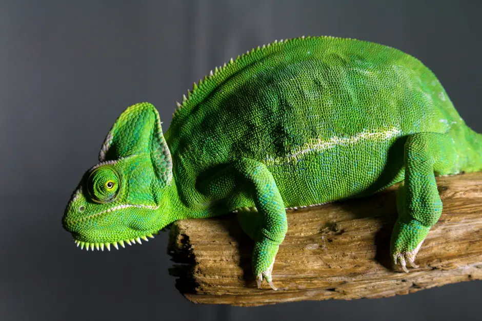 Deciphering Evolutionary History Through Mutation Analysis