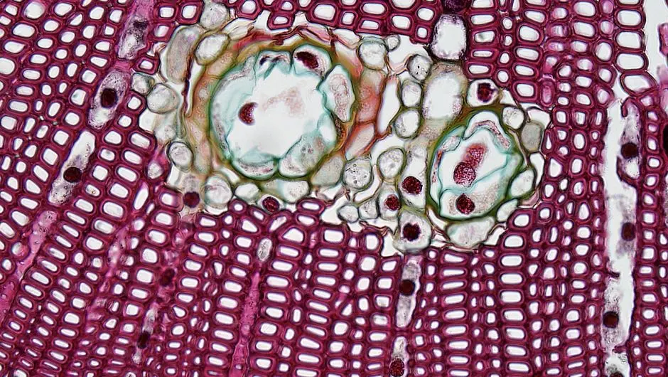 The Cellular Blueprint: Decoding Life's Fundamental Unit
