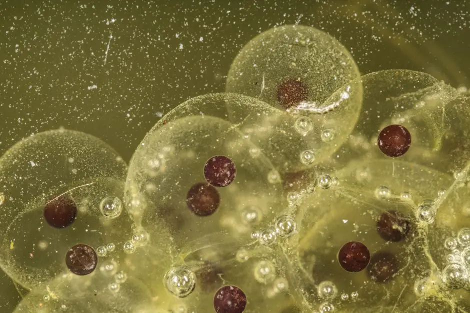 Orchestrating Growth: Mitosis in Development and Expansion