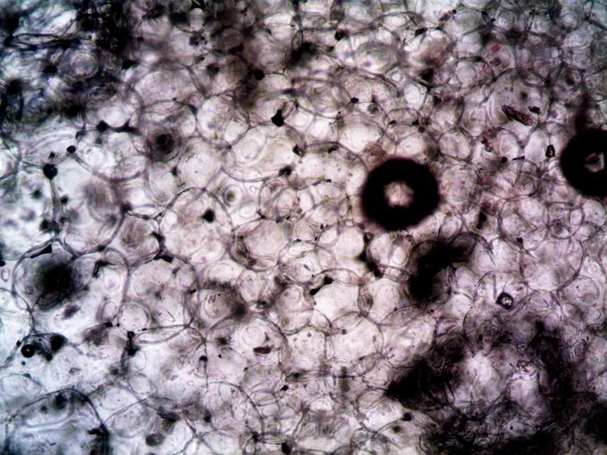 Beyond the Boundary: Cell Walls, Membranes, and External Appendages