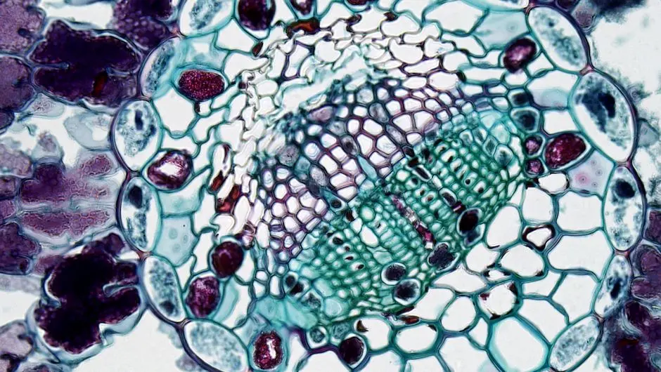 Pinpointing Life's Core: The Cell as the Fundamental Unit of Structure and Function