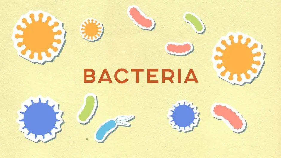 The Orchestra of Life: Major Cell Organelles and Their Roles
