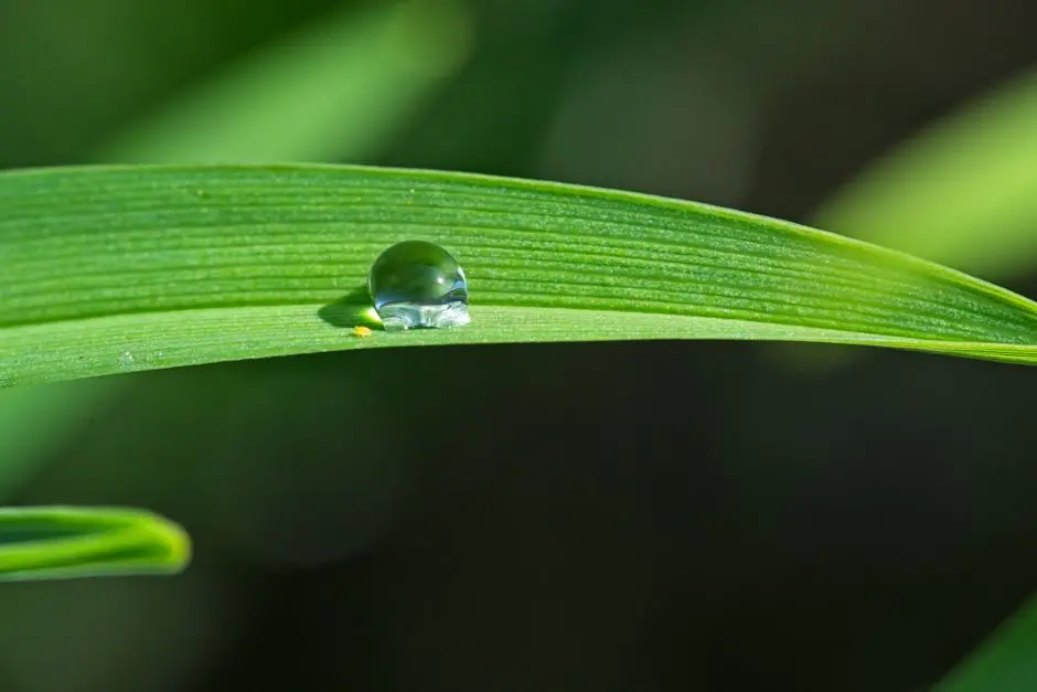 Unpacking Osmosis: The Selective Movement of Water