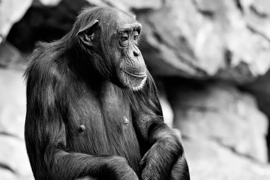 Extracting Evolutionary Insights and Practical Applications