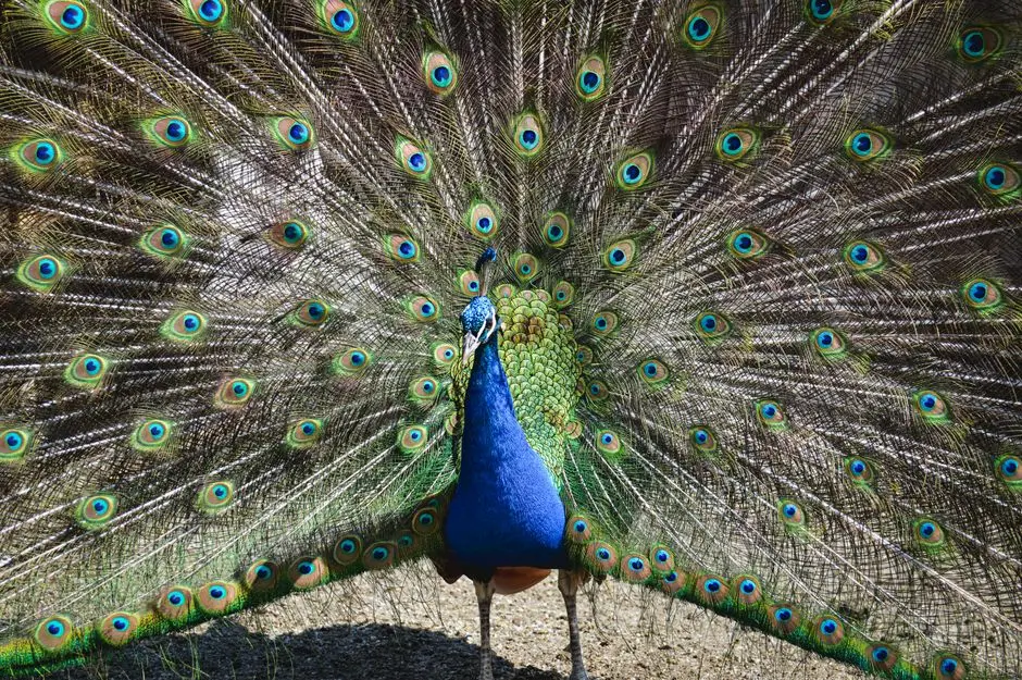 Navigating Complexity: Unmasking Polygenic Contributions to Phenotype