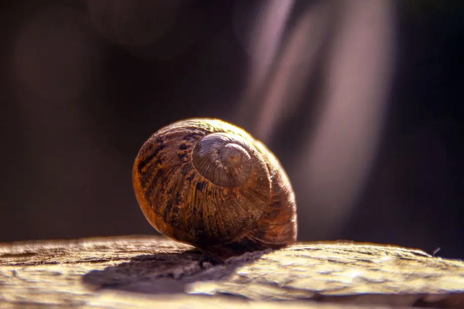 Deciphering Evolution: Unveiling Ancestral Histories from Biological Datasets