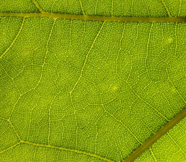 <strong>2. Cartographier les lignées : la phylogénomique comme boussole évolutive</strong>