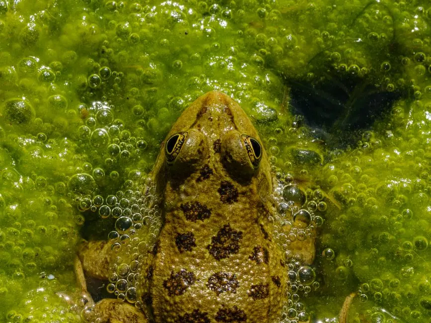 Decrypting Biological Noise: Sources and Impact