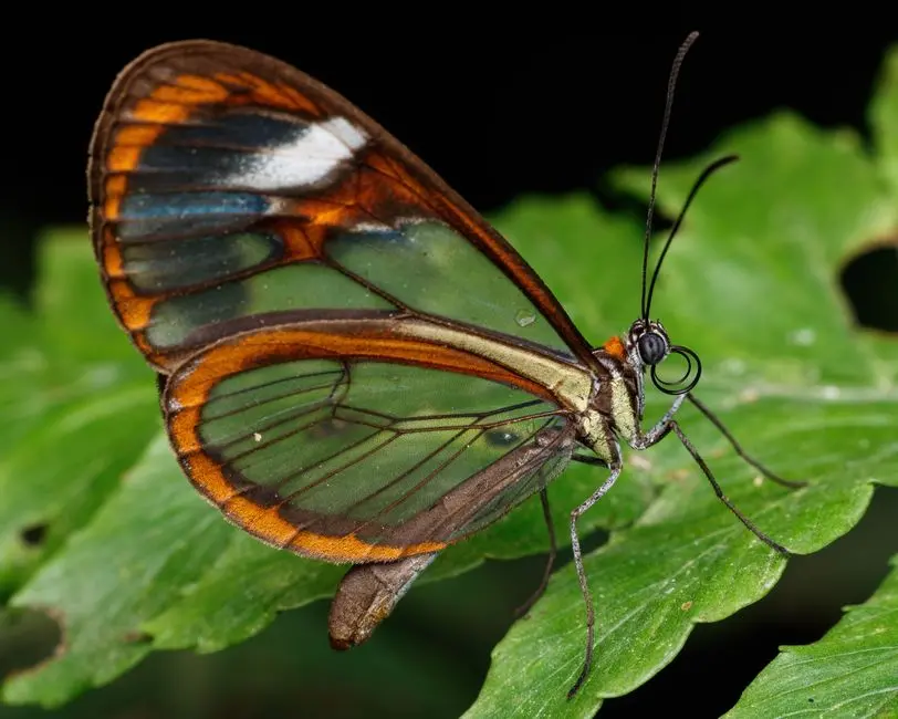 Integrating Phenotypic Data: The Genotype-Phenotype Nexus in Evolution