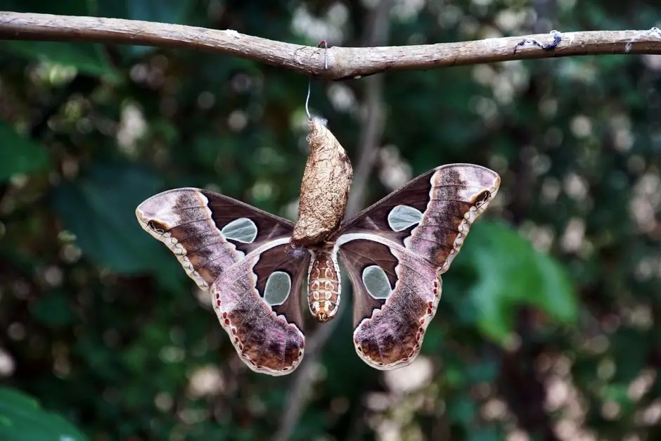 Decoding Transformer Hidden States for Biological Insight