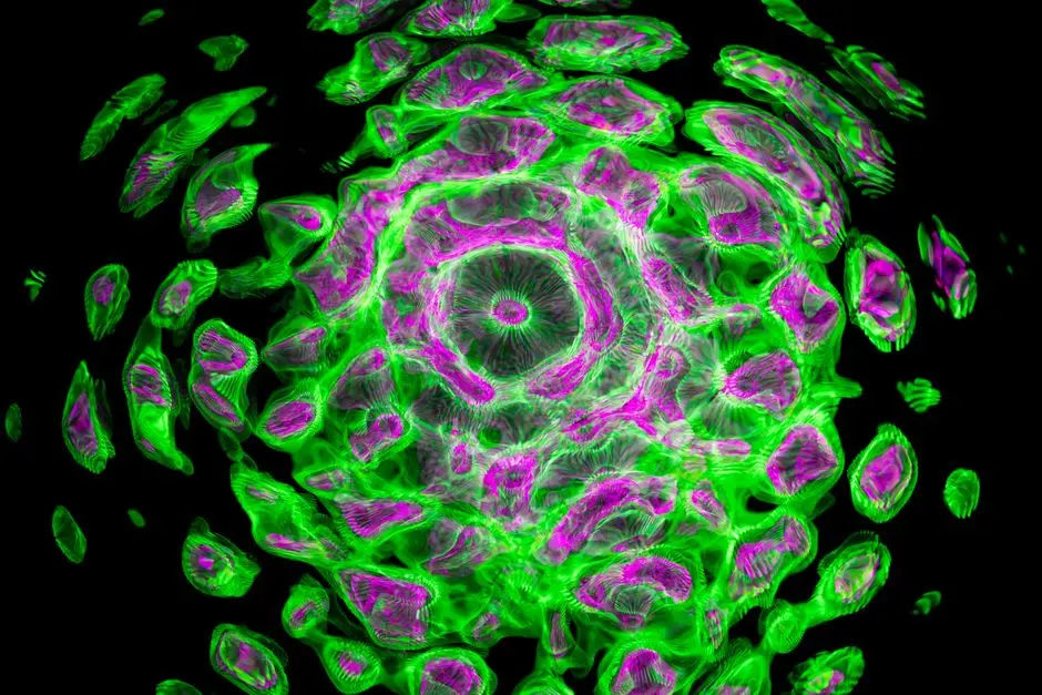 Mastering the Confocal Advantage: Principles and Power
