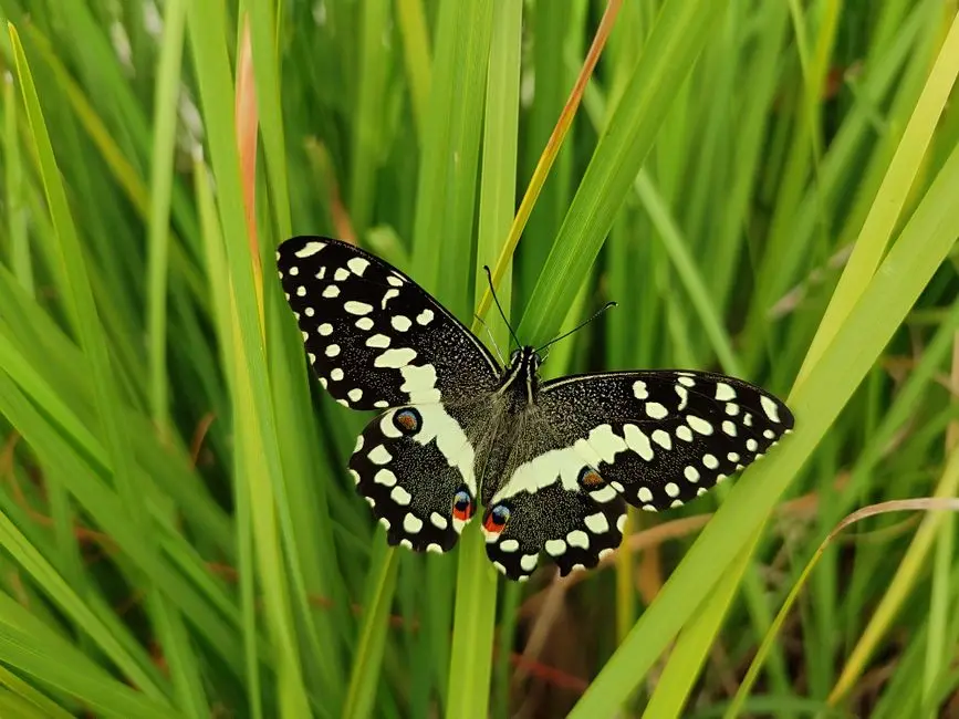 Testing Hypotheses: Inferential Statistics for Biological Insights