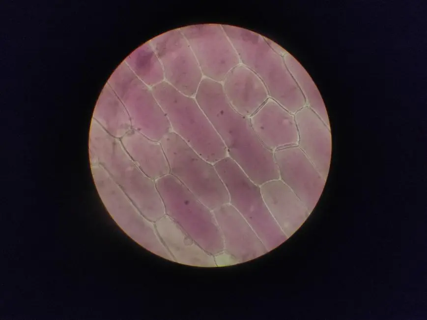 Mastering the Microenvironment: Preserving Physiological Conditions and Cell Viability