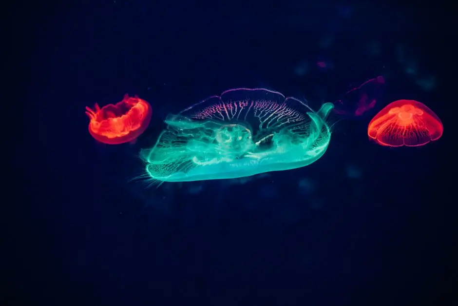 The Luminous Foundation: Principles of Cellular Fluorescence Imaging