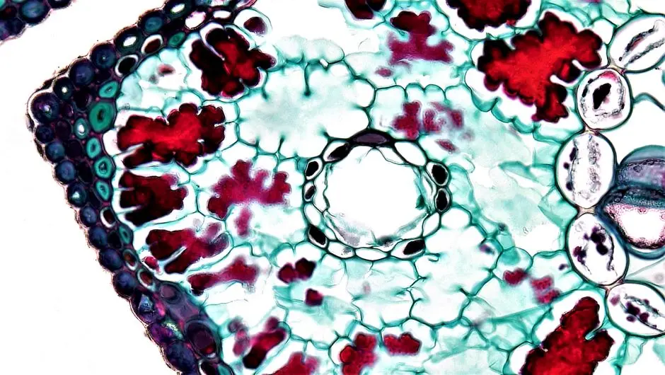 Engineering Clarity: The Confocal Principle and Optical Sectioning