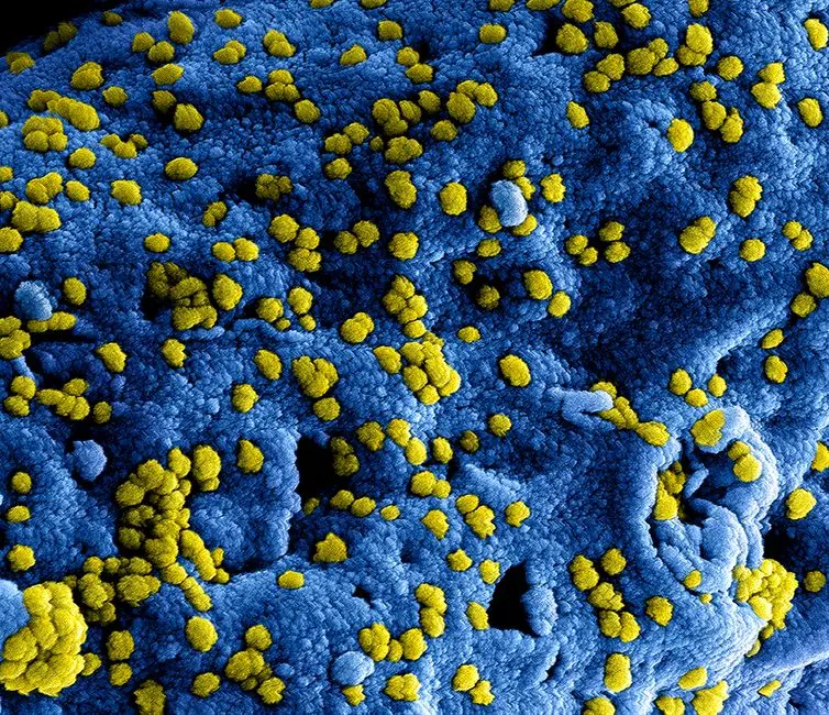 Dissecting the Invisible: Unveiling Ultrastructure with TEM and SEM