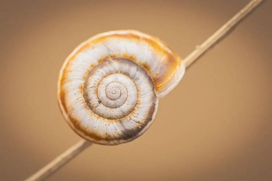 Surveillance Environnementale et Biodiversité : Cartographier le Vivant Invisible
