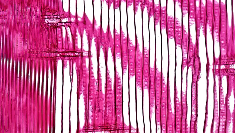 Maîtriser la Variabilité Intrinsèque des Systèmes Cellulaires