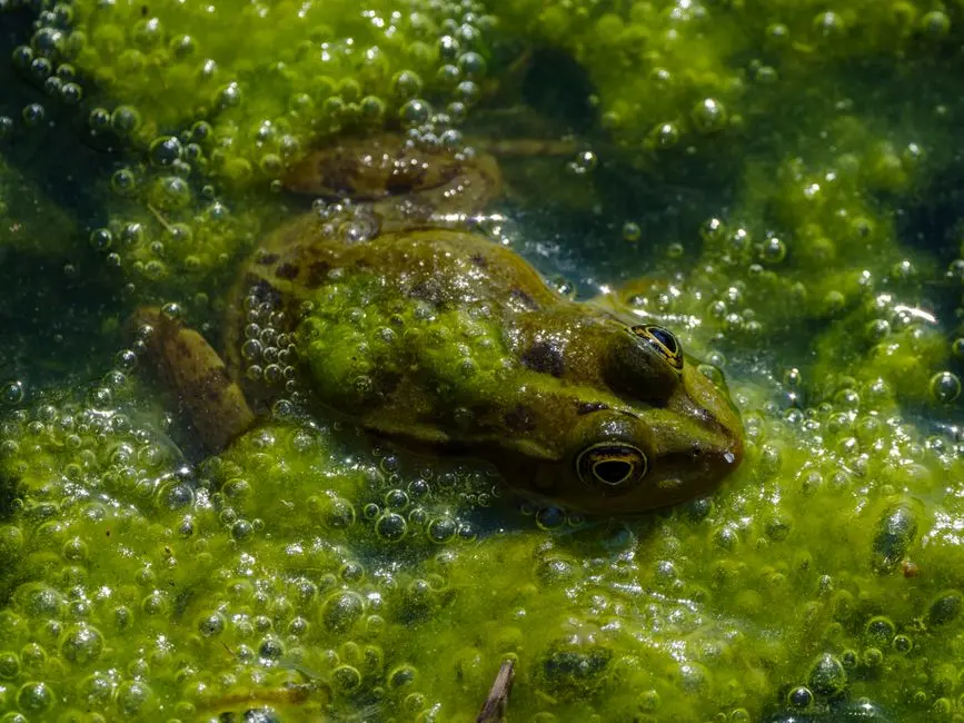 Naviguer les Complexités Biologiques et la Pertinence du Modèle