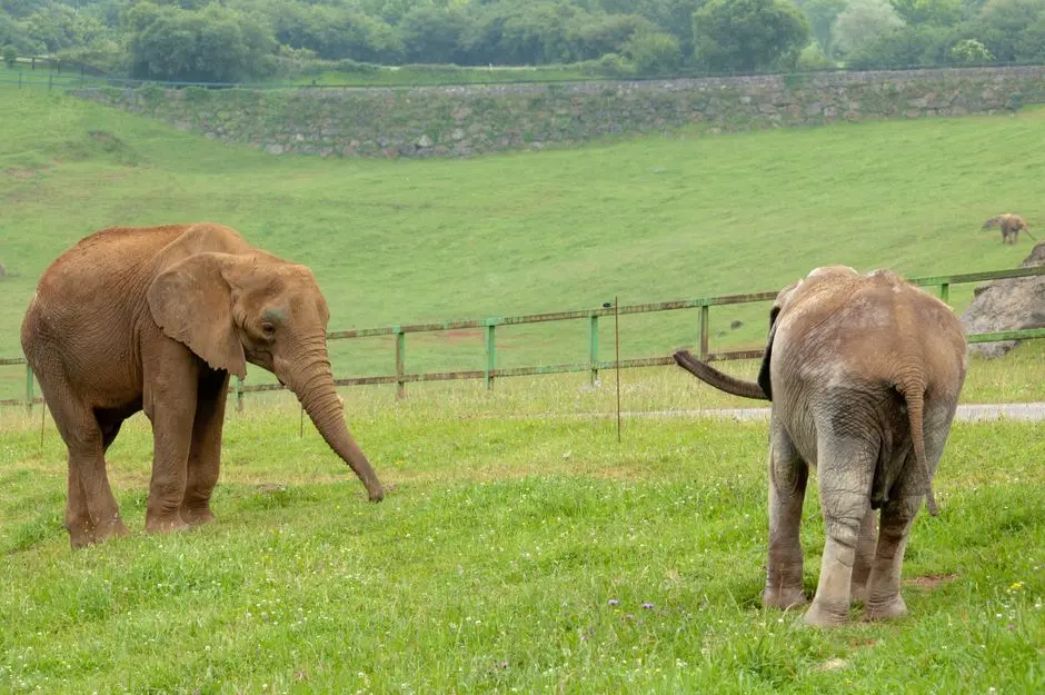 Forge Ethical Bio-Progress: Balance Science & Animal Welfare