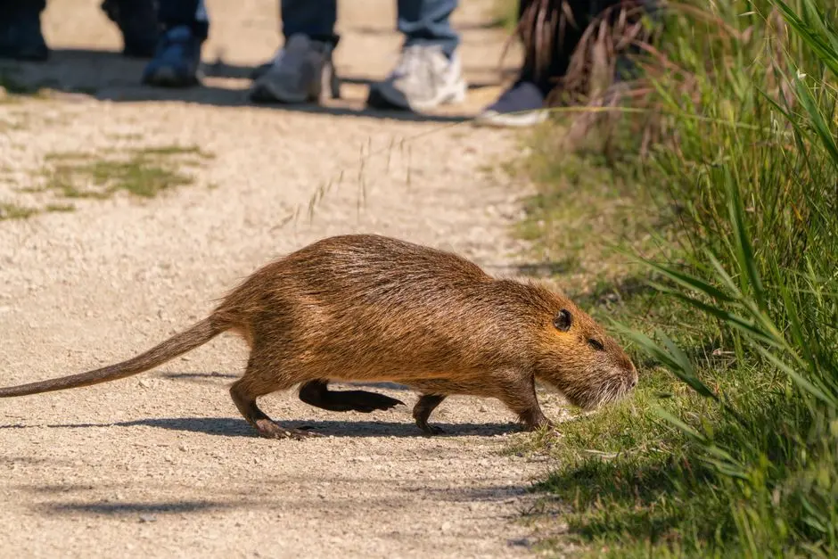 Maîtriser l'Écosystème Réglementaire: Bâtir des Protocoles Impeccables