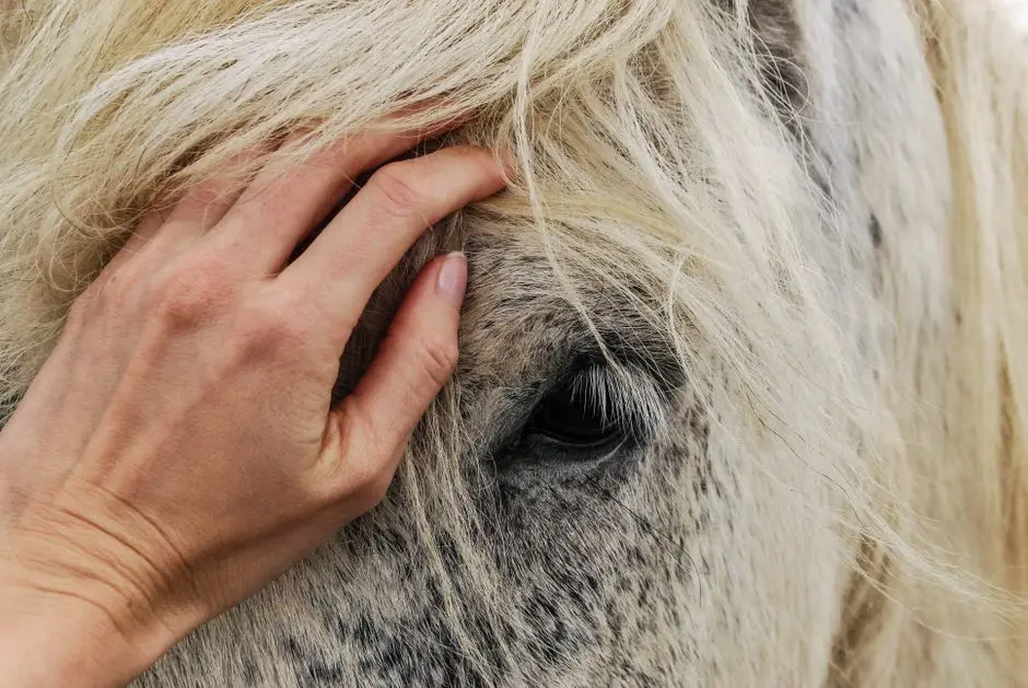 Drive Operational Excellence: Training, Facilities, and Animal Care