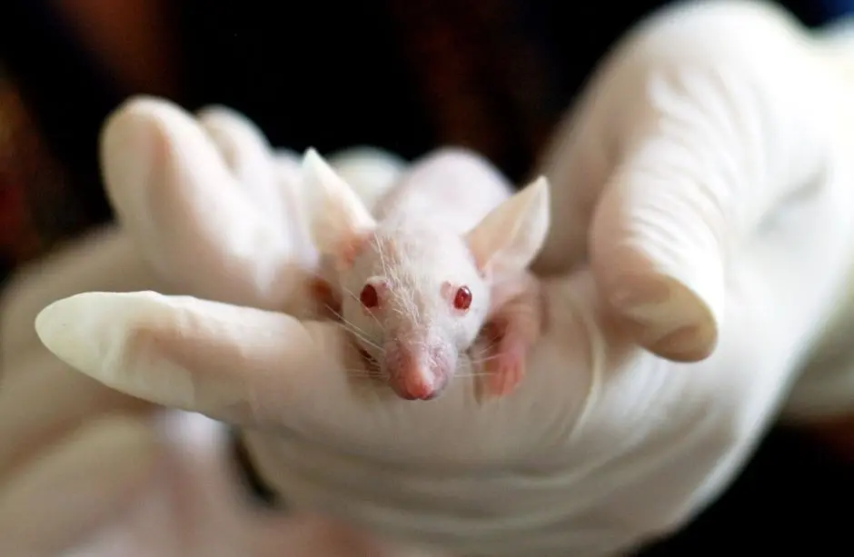 Pioneering Ethical Research: Beyond Animal Testing