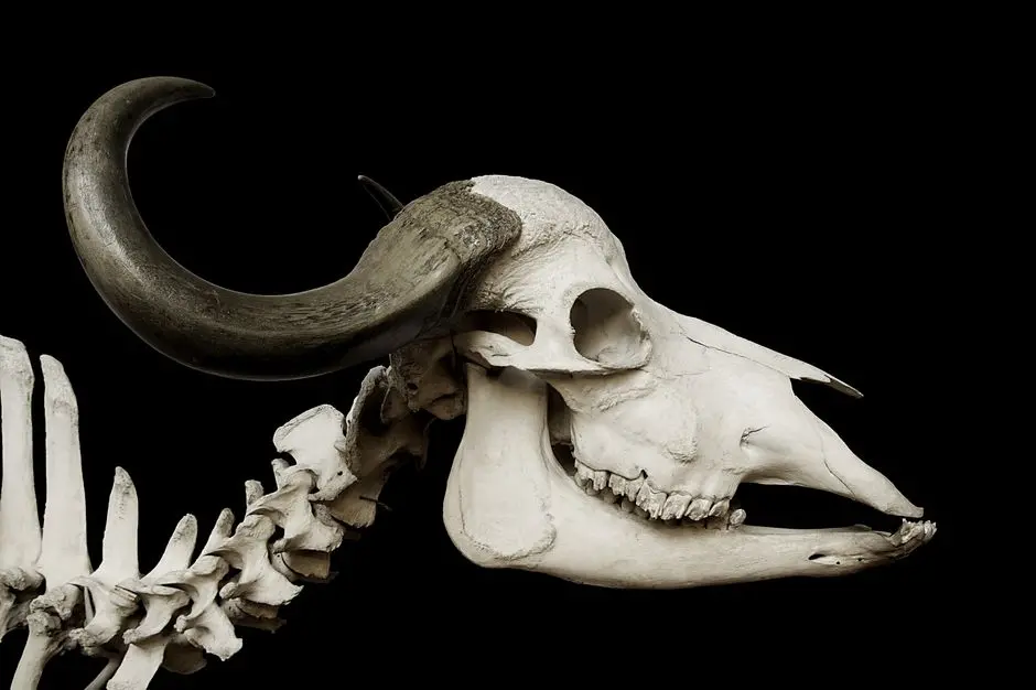 Forging Animal Research Ethics: A Historical Deep Dive