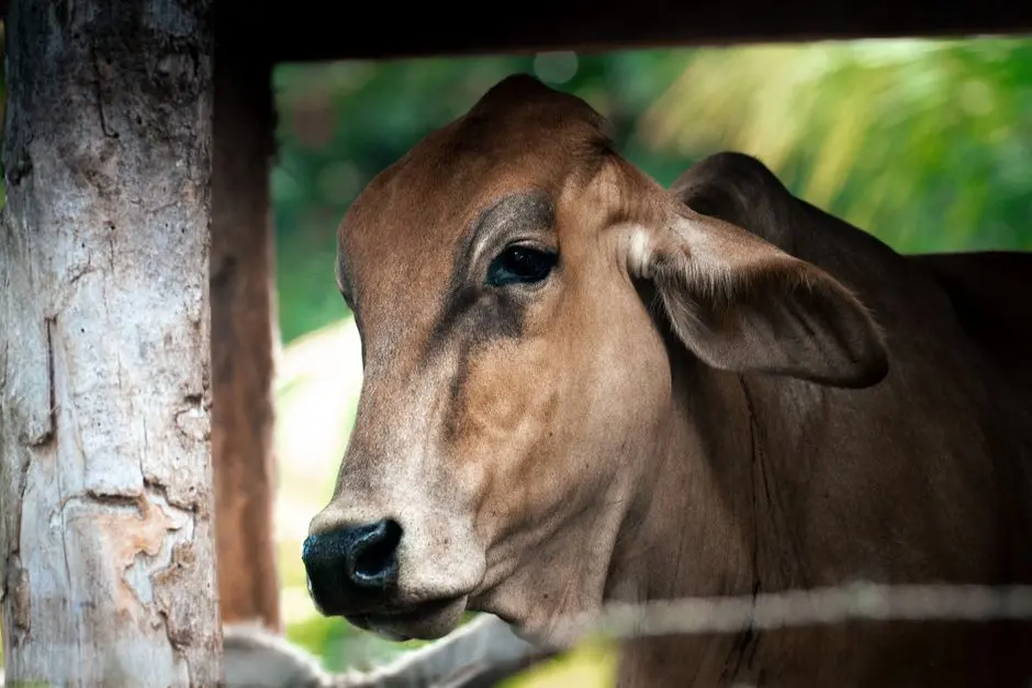 Refinement: Elevating Animal Welfare and Minimizing Suffering