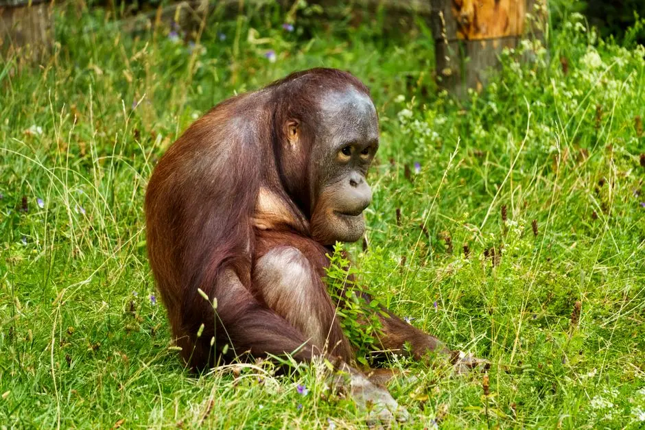 National Frameworks in Action: Mandates for Animal Protection